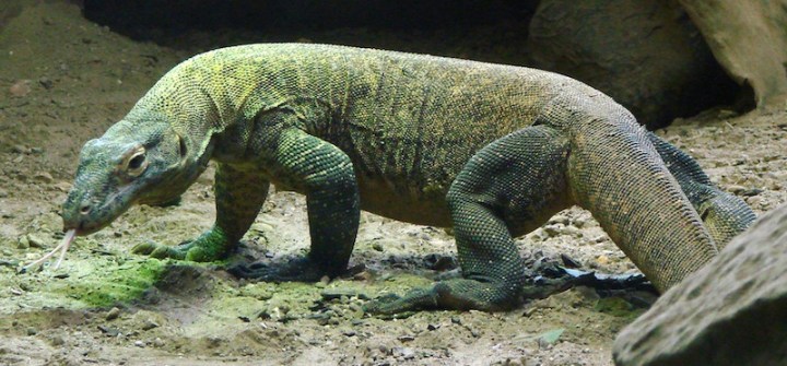 Komodo_Dragon